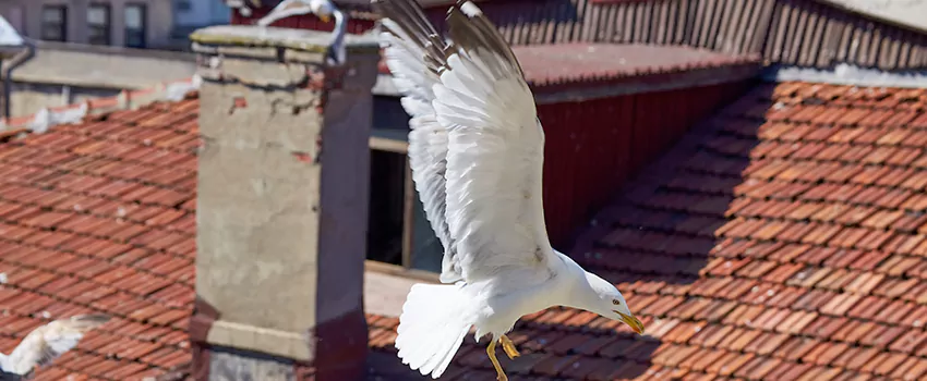 Residential Chimney Animal Removal Solution in Short Pump, VA