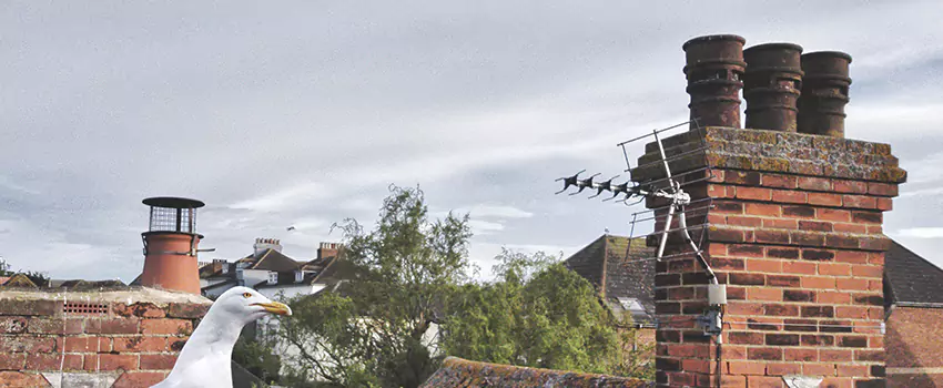 Chimney Cleaning And Restoration in Short Pump, Virginia